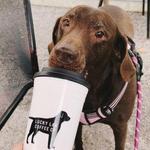 Lucky Lab Coffee Co.