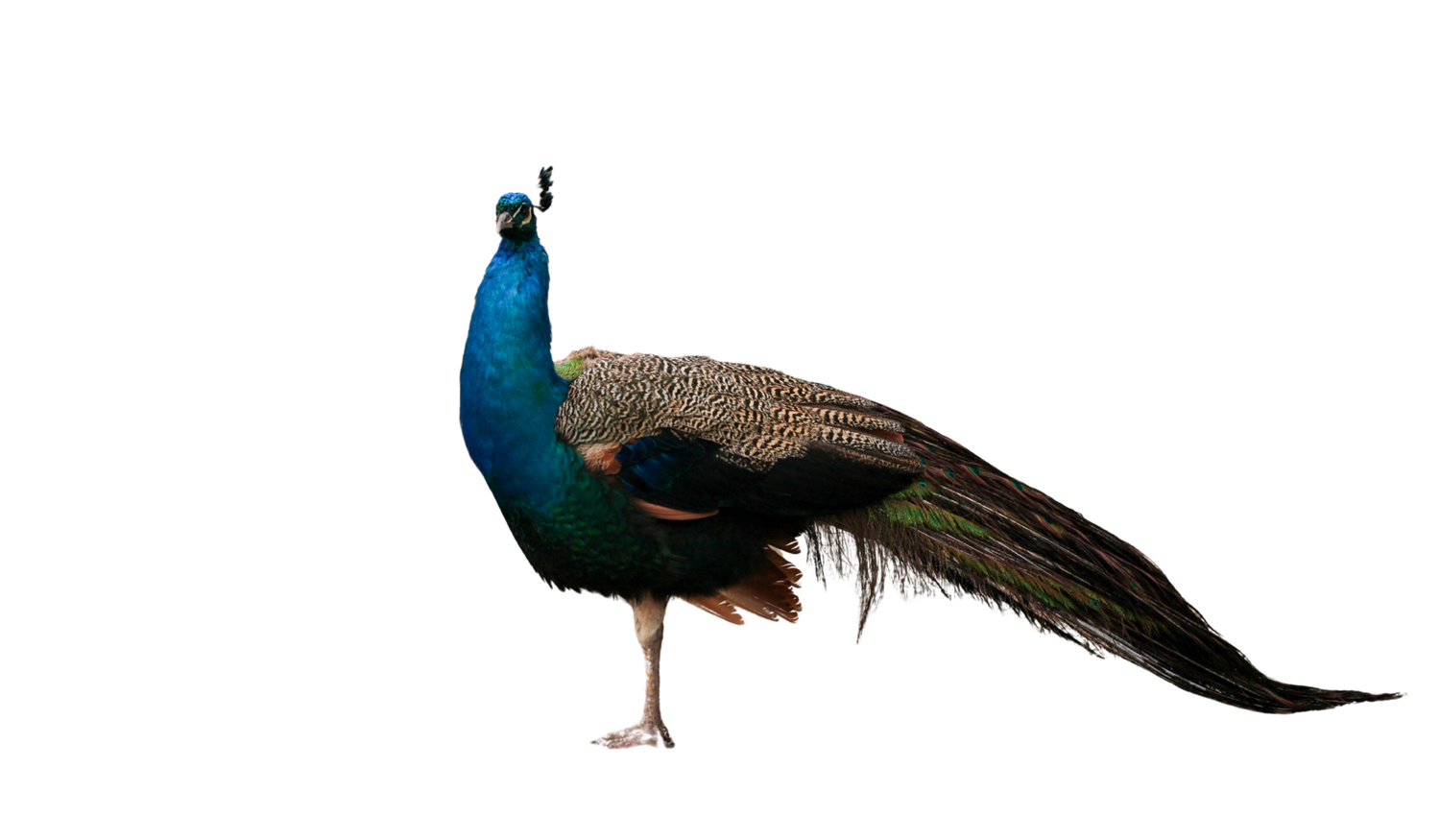 Footer image