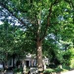 Tree That Owns Itself