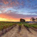 The Sierra Vintners California Wine Trail