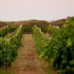 Becker Vineyards