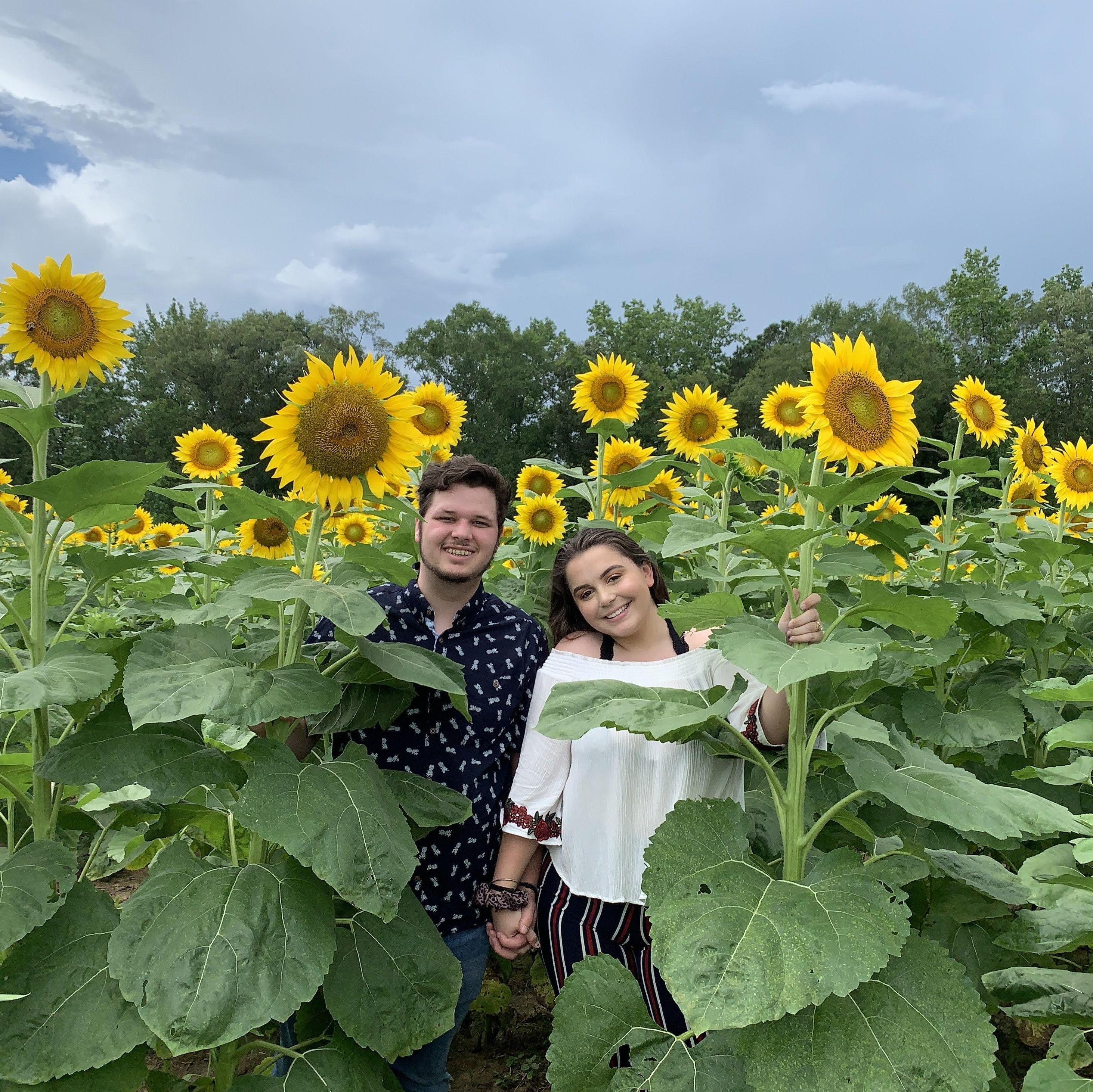 Sunflower date 2020