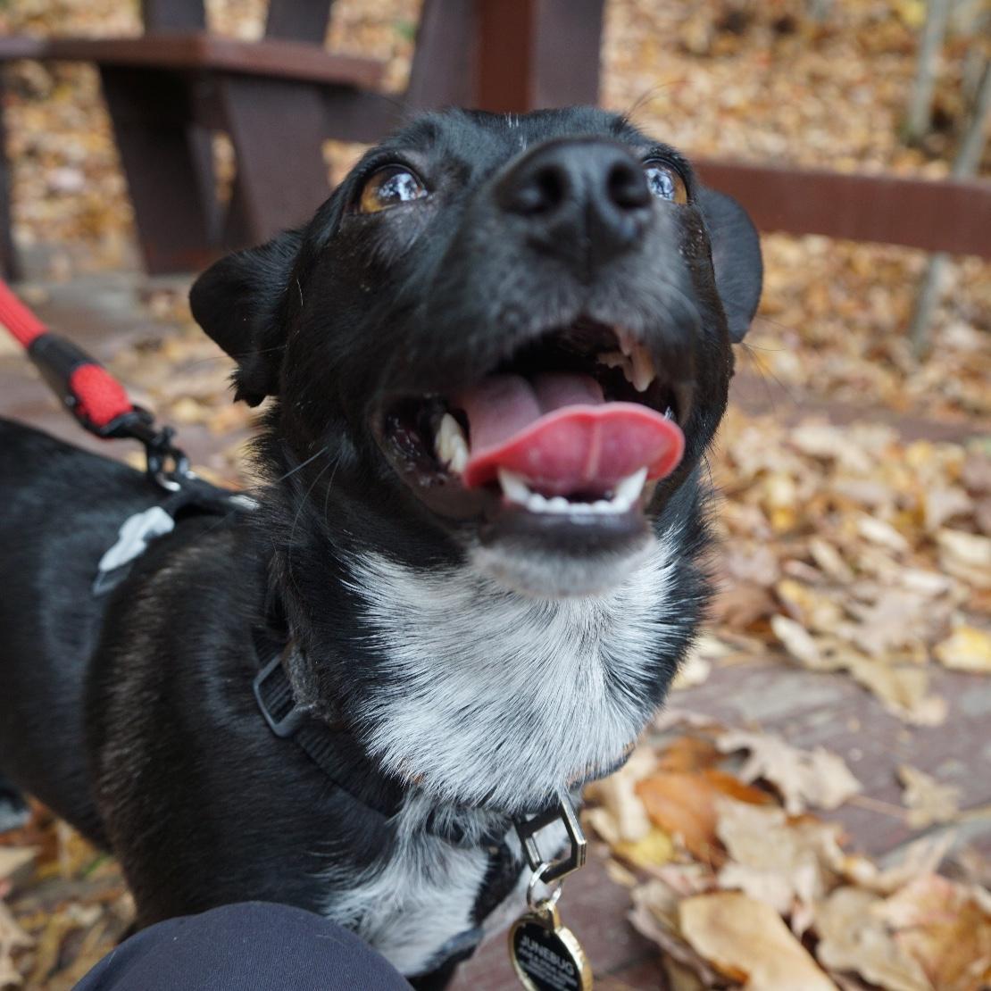 Operation Freedom Ride - donate what you wish