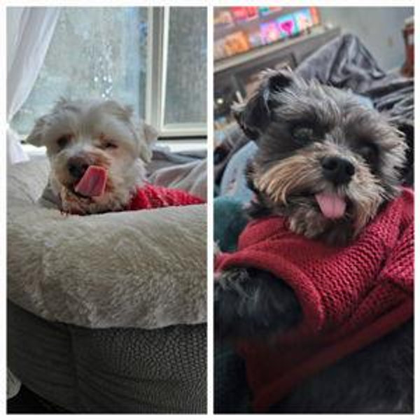 To Maintain Peanut & Wilson's Lifestyle