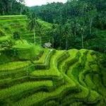 Tegallalang Rice Terraces