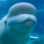 Mystic Aquarium