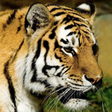 San Francisco Zoo Tours