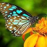 The Key West Butterfly and Nature Conservatory