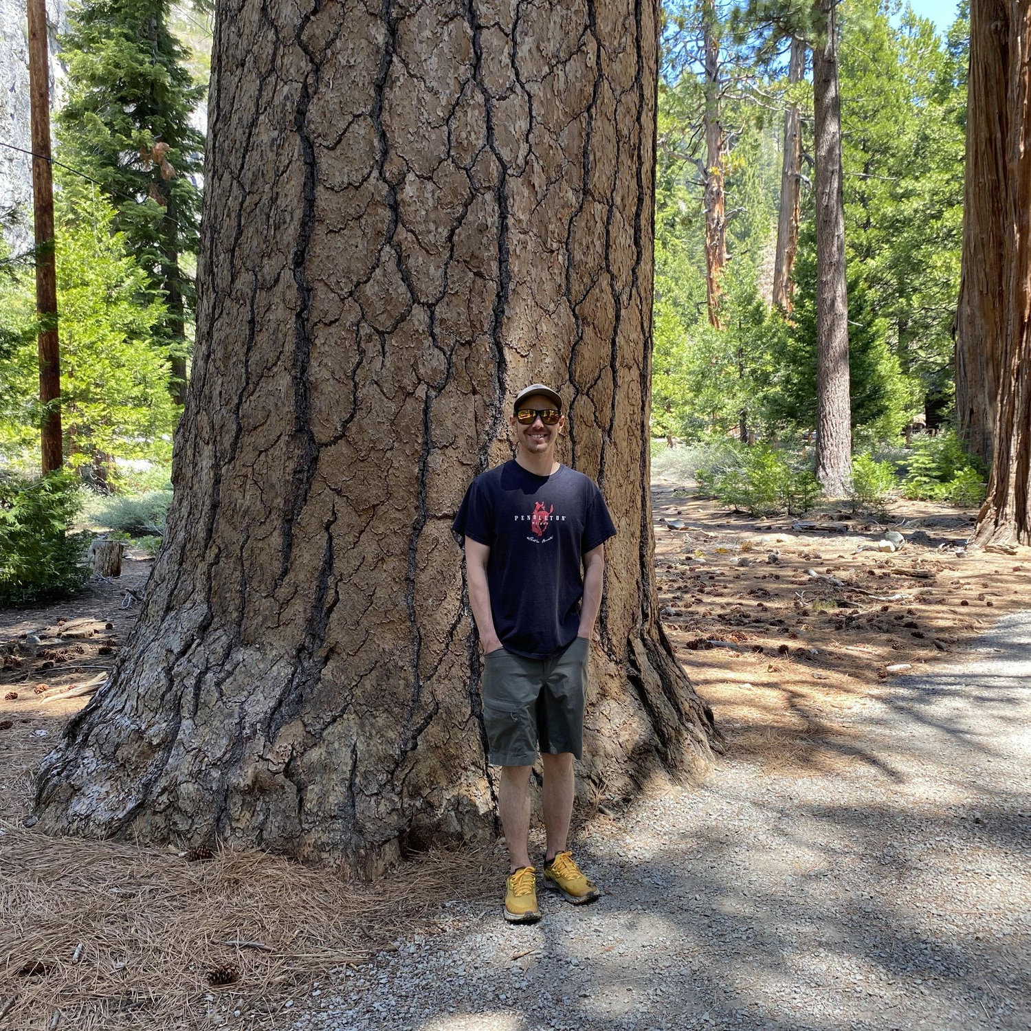 Big Jeffrey's pine in Tahoe. Steven loves big trees