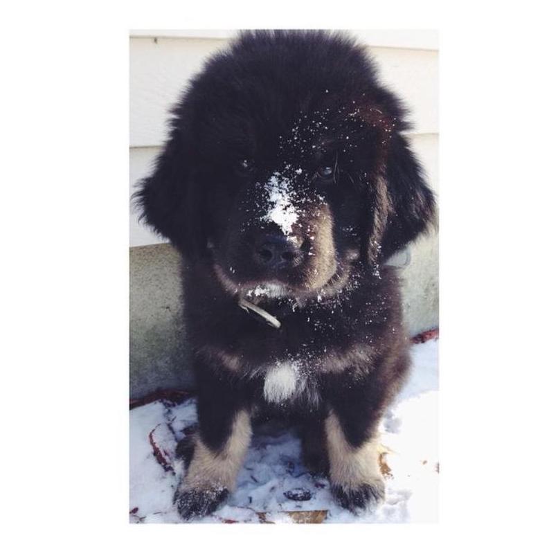 Our first fur baby, Buddha.