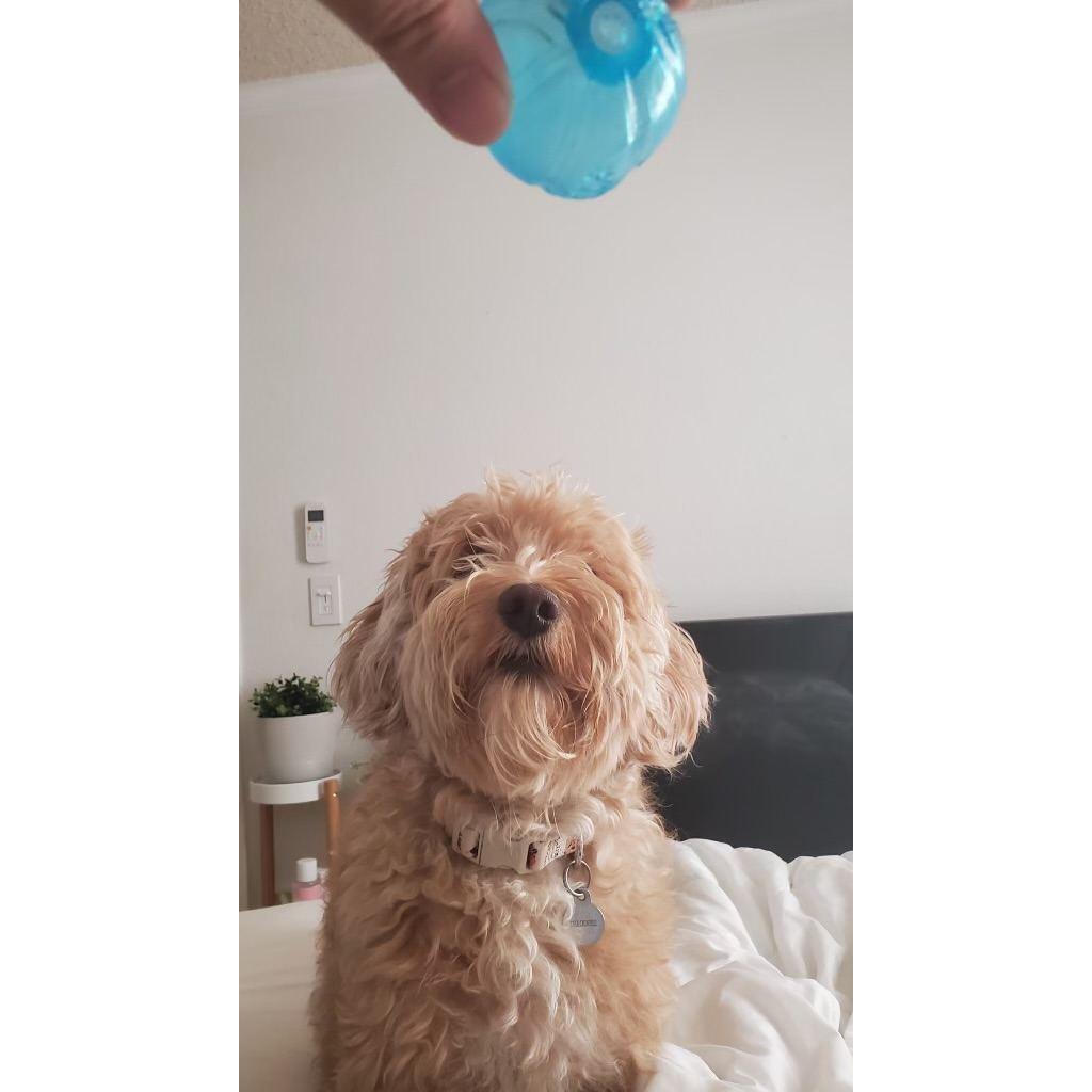Our little dog Theodore that we adopted while living in Seattle