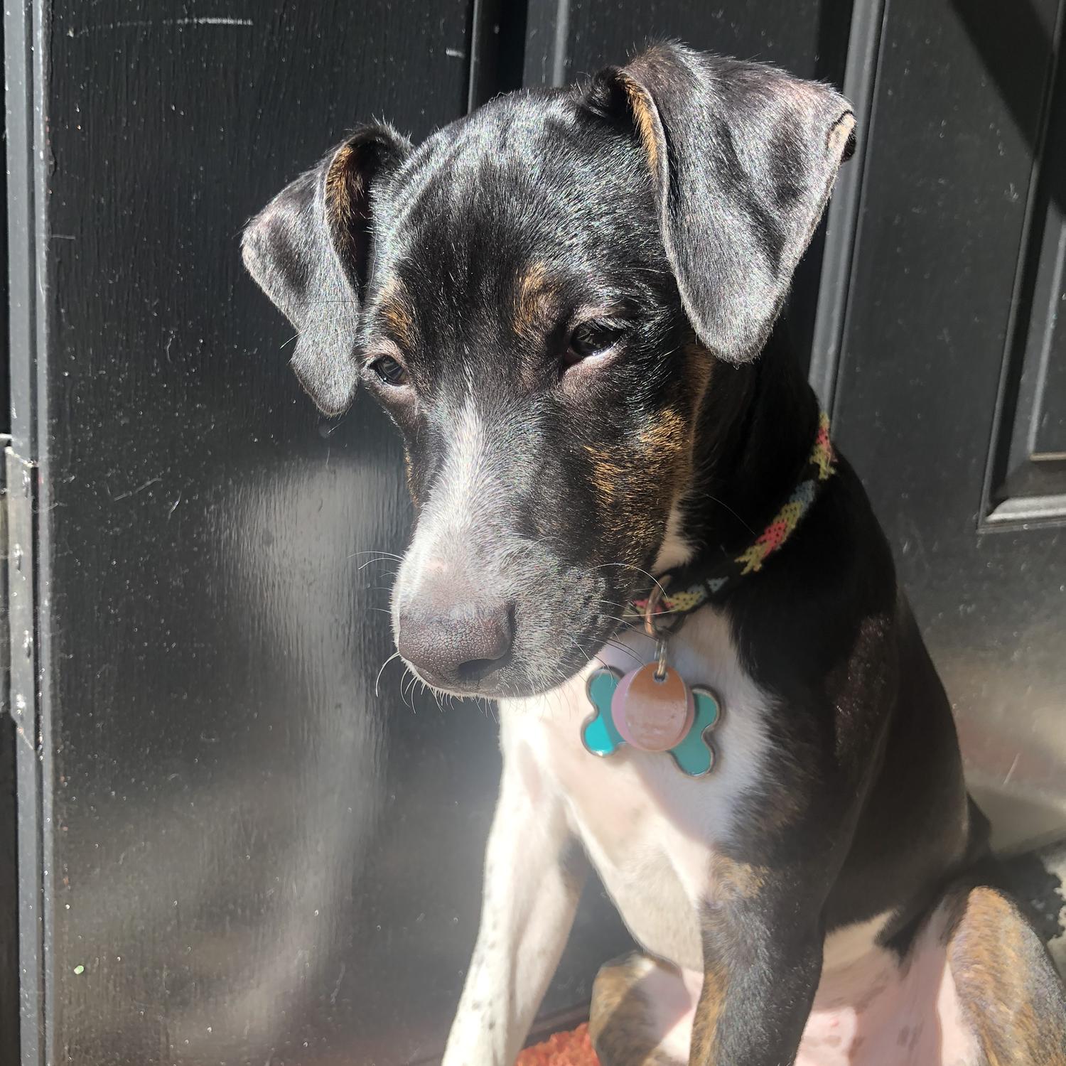 Adopting our baby Luna after returning home from Mexico in June.