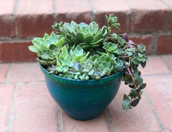 Large Succulent Arrangement