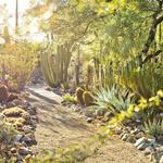 Tucson Botanical Gardens
