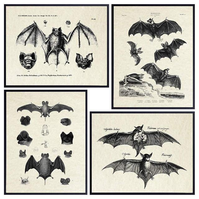 Bats Wall Decor - Vintage Retro Hipster Goth Art, Home or Room Decoration - Gift for Gothic, Horror, Vampire Fans - 8x10 UNFRAMED Creepy Scary Anatomical Picture Poster Print Set