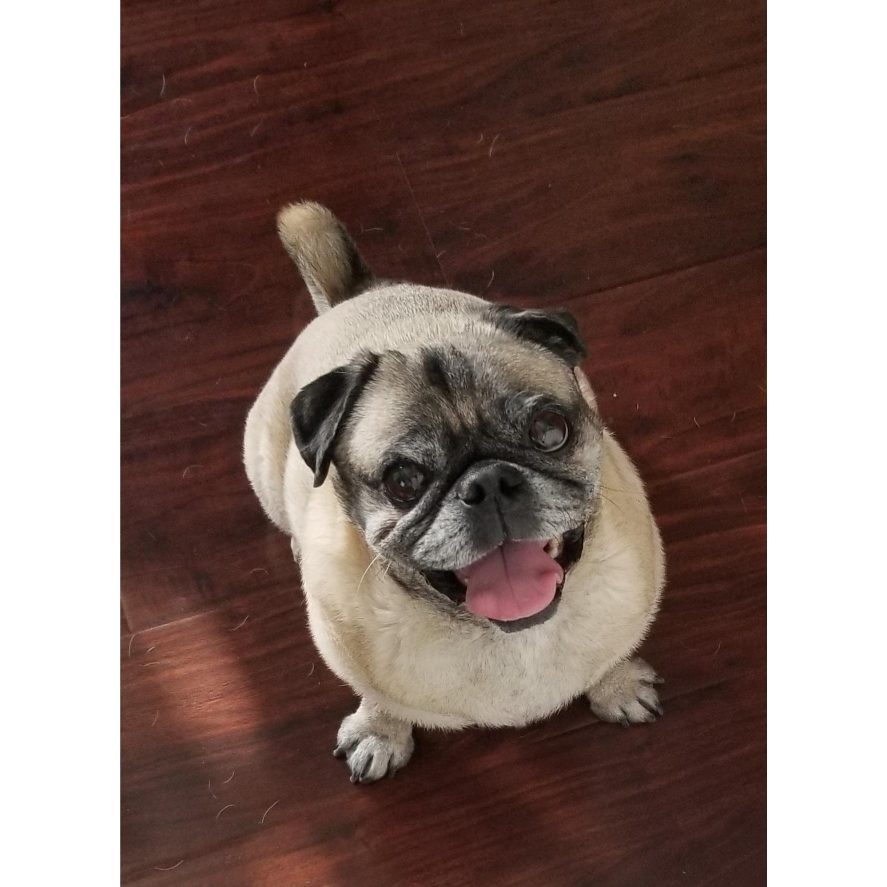 Our sweet senior boy!