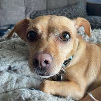 Wouldn't be complete without pix of our four legged boss, Jazzy!