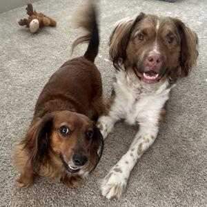 Dog sitter for our honeymoon