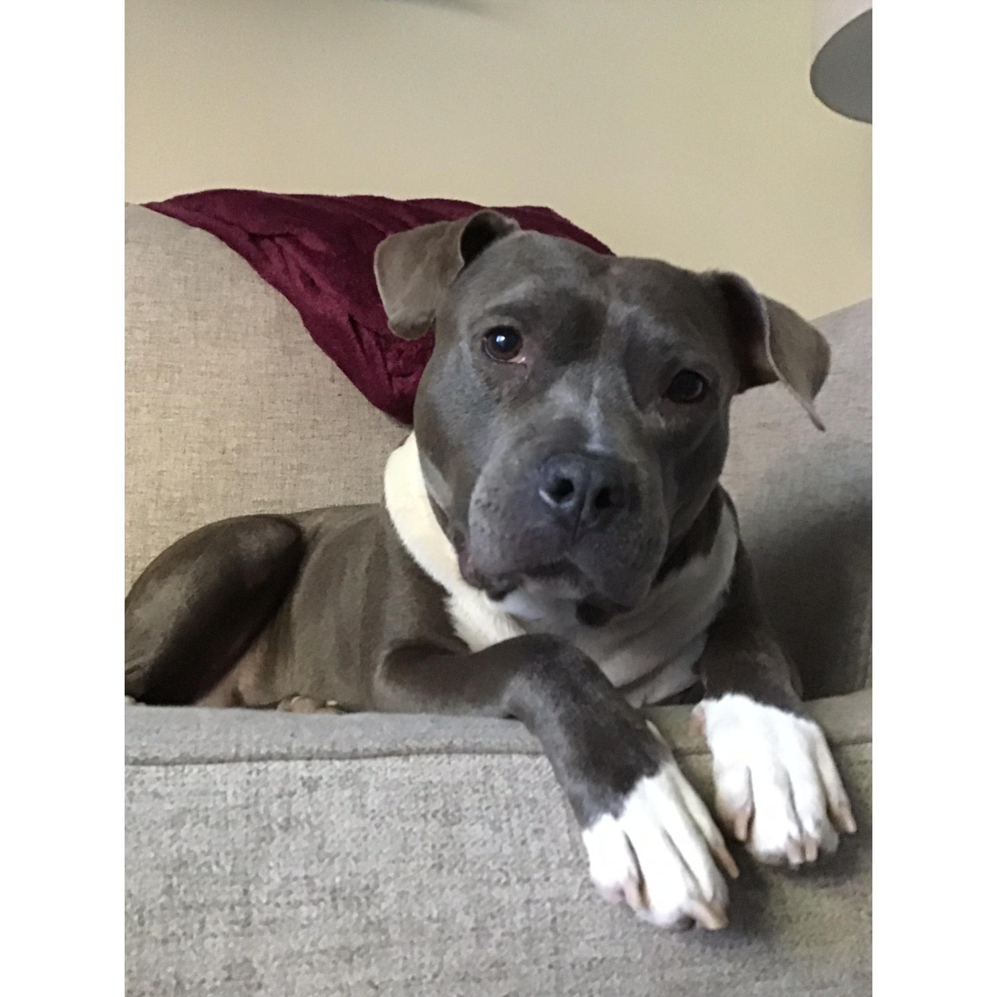 January 2020, Adira Chase, dog super model, officially became a part of our family.
