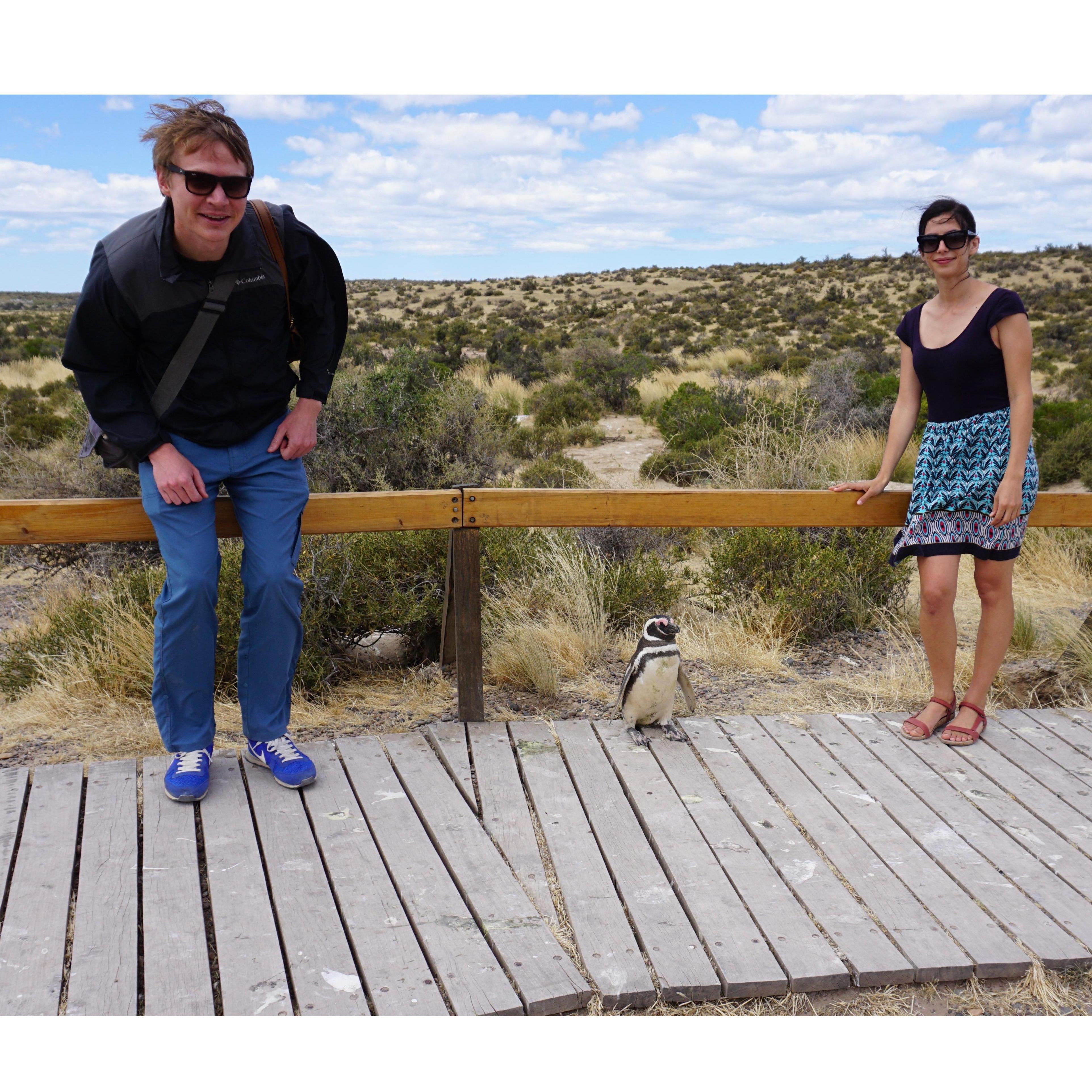 The Magellanic cutie greeted us on the walkway as we entered the nature reserve of the penguin colony where Danny proposed.  Sarae LOVES penguins.