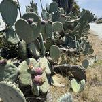 Sierra Azul Nursery & Garden