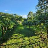 Treehouse Vineyards