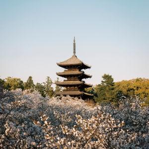 Private Temple Tour