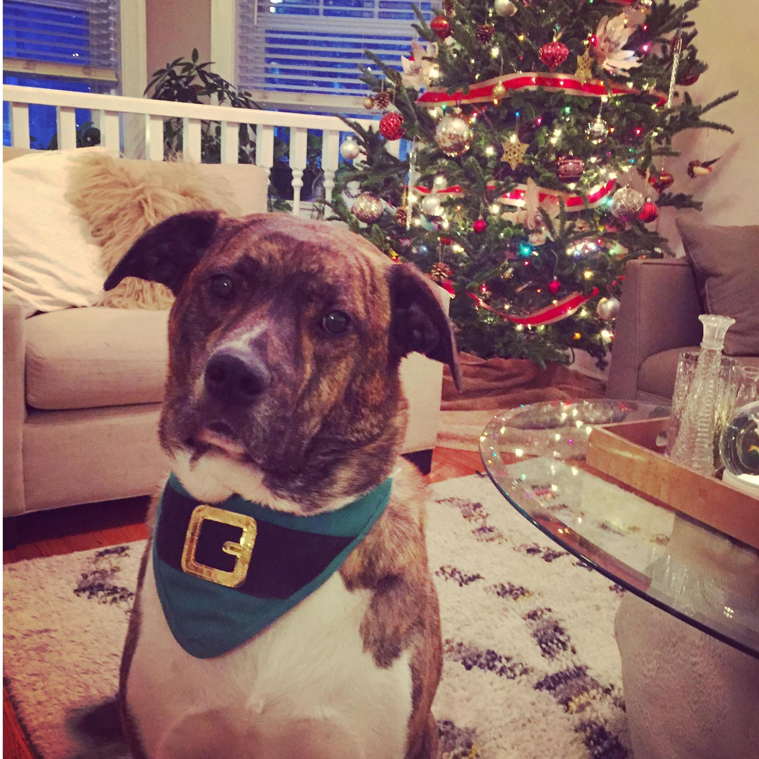 Our mischievous Christmas elf...