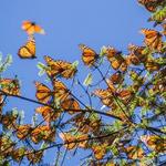 Monarch Butterfly Sanctuary