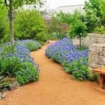 Lady Bird Johnson Wildflower Center