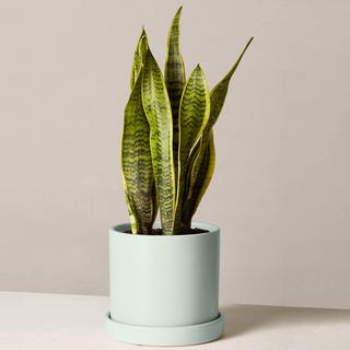 Snake Plant Laurentii
