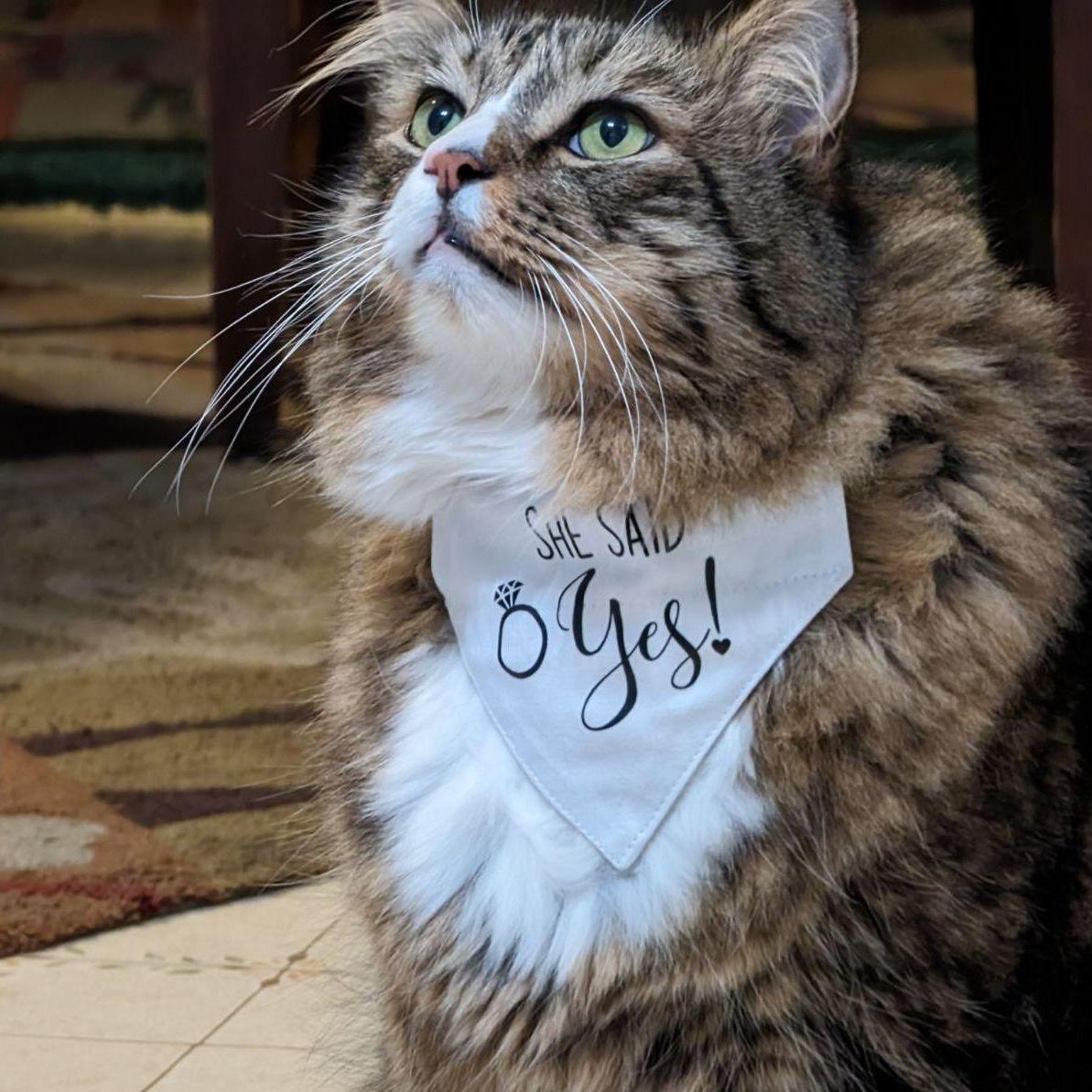Jasper boy