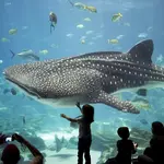 Georgia Aquarium