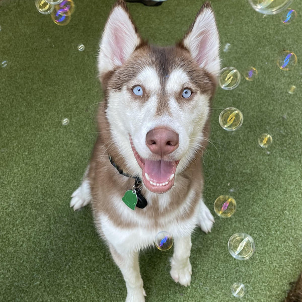 Pet Hotel For Our Honeymoon