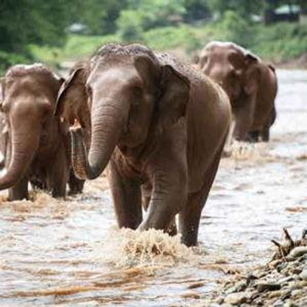 Thailand - Elephant Nature Park Experience