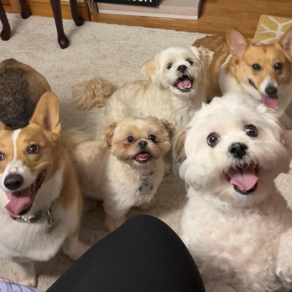 Year-Supply of Dog Treats