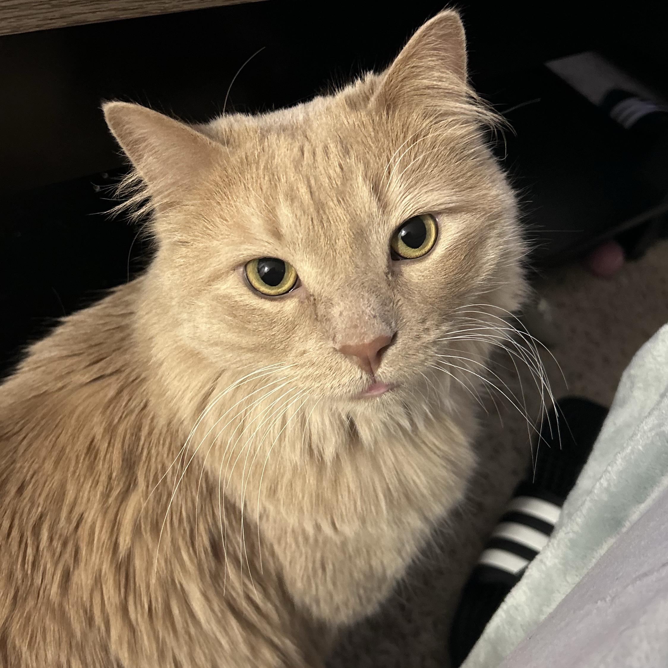 Peanut’s Prescription Food for a Month