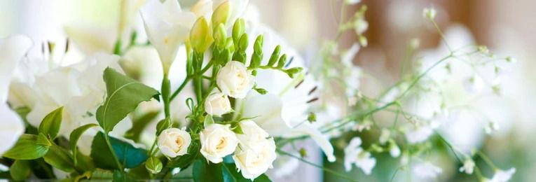 The Wedding Website of Aidan Zimmermann and Diane Youngstrom