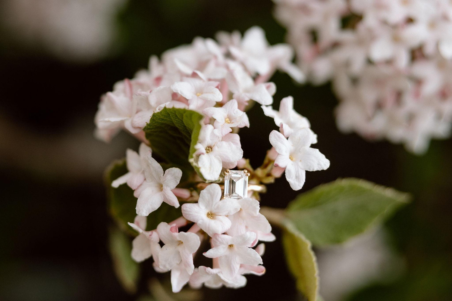 The Wedding Website of Nicole Pitzer and Jesse Beachy