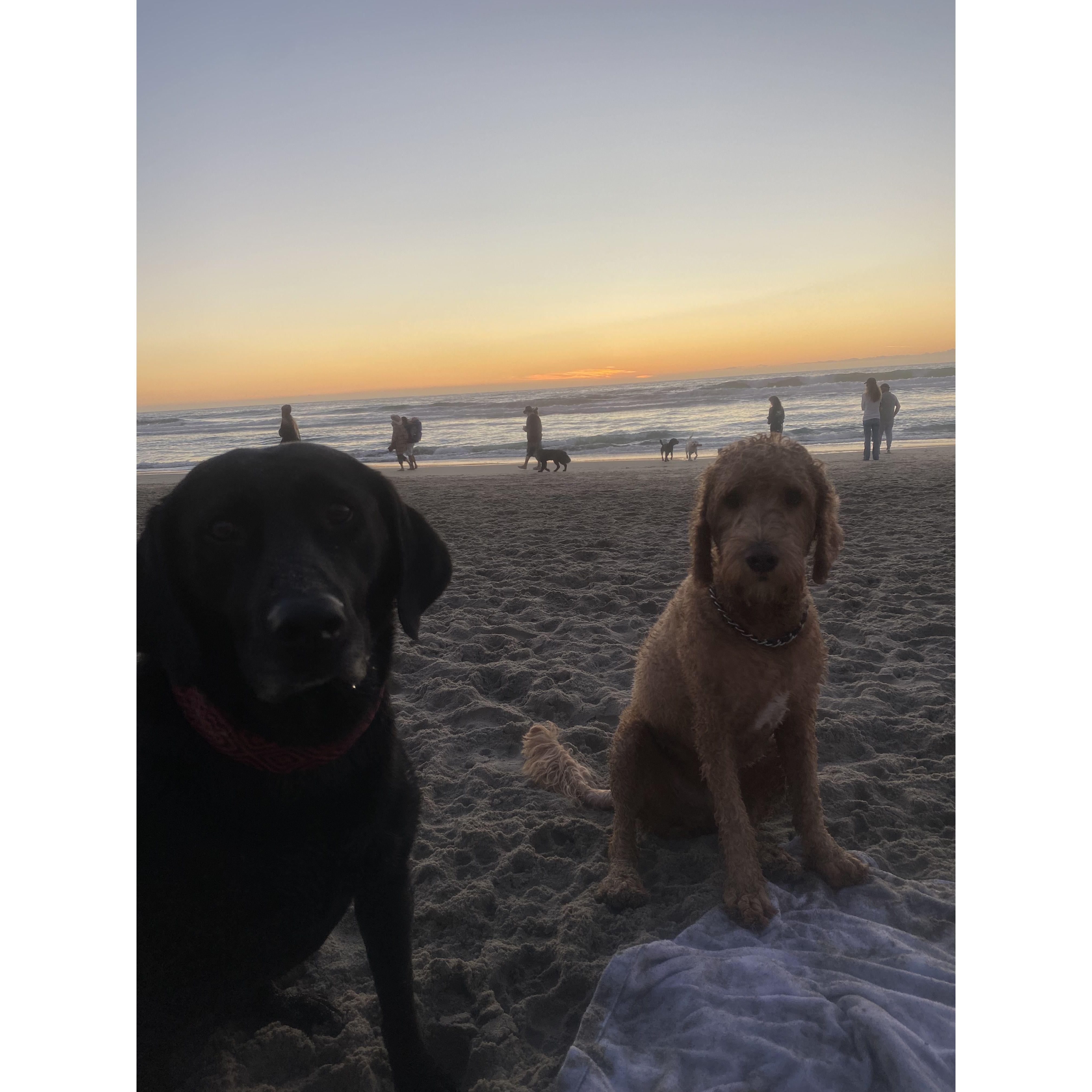 Our second date was at Del Mar dog beach, where Raven and Winston bonded like they were fur-ever friends, sharing French fries as we watched the sunset.