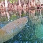 Manatee Springs