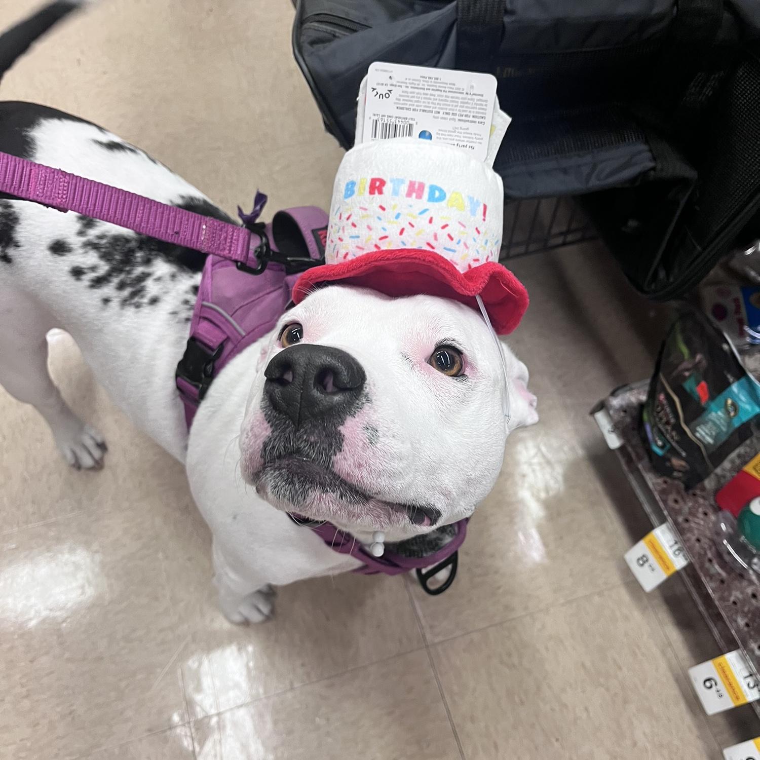 Our pretty girl Willow on her 3rd birthday