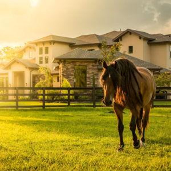 Help us buy a horse