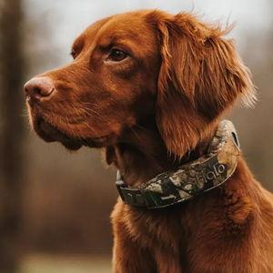 Halo Collar