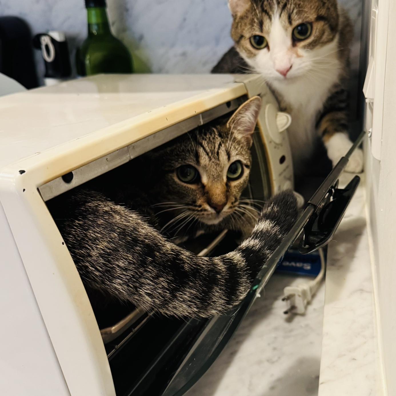 Coco in the toaster oven again and Ruby is watching. We've already replaced it with one they can't open as easily, so this item isn't on the registry.