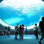 Frost Museum of Science & Perez Art Museum
