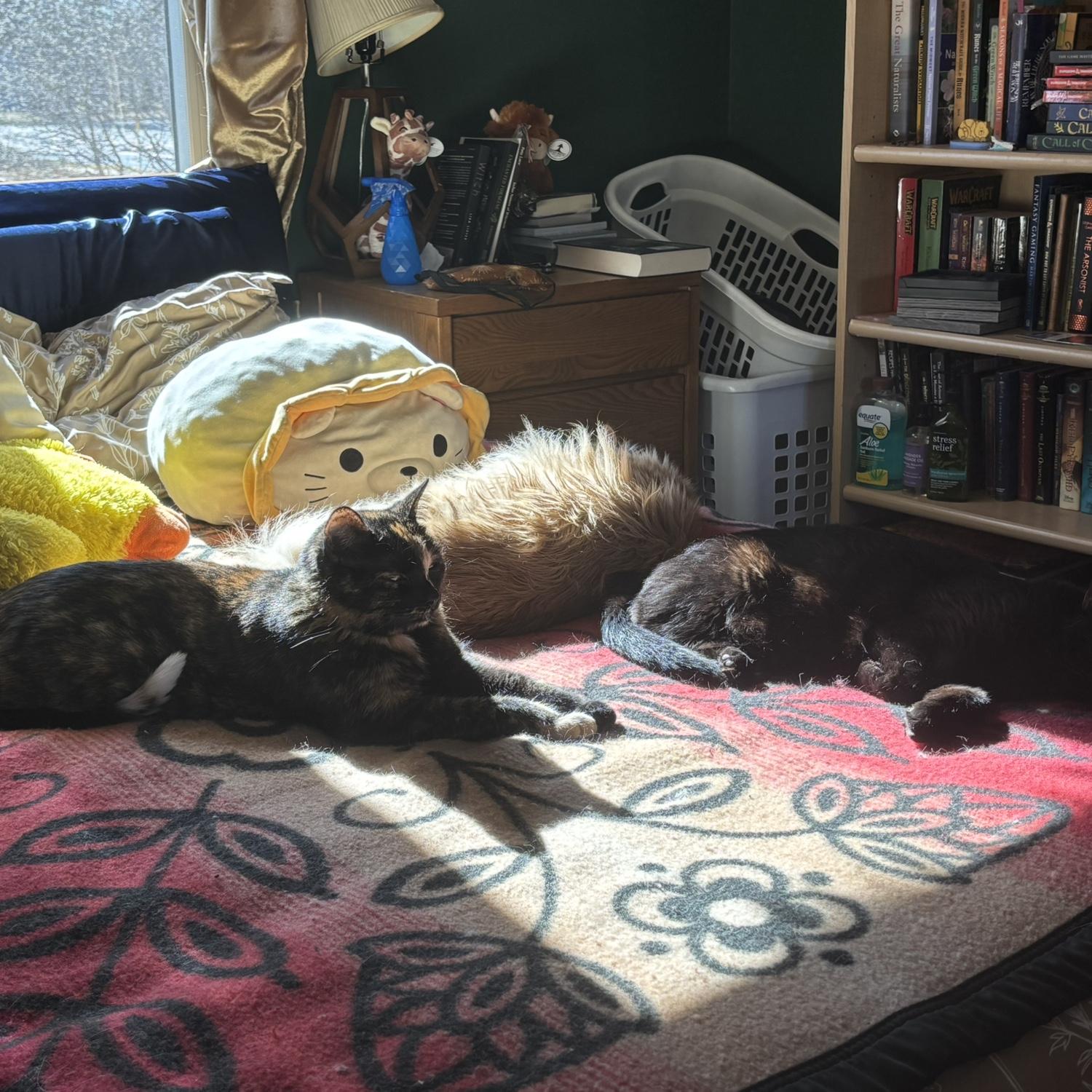 These three cats call the shots. Unfortunately, they can't be at the wedding. But there will be nods to them in little ways on the day!