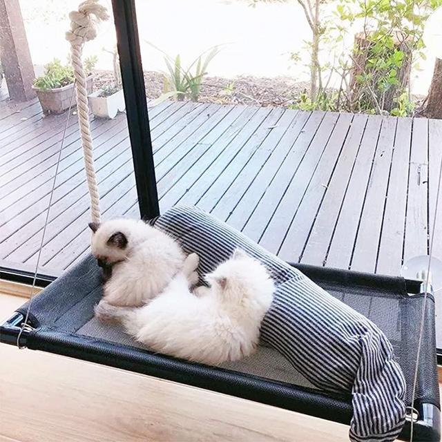 Cat Window Perch for 2 Cats Large Cats Hammock Window Seat, Big Cats Perches Window Mounted Cat Beds, Extra Large and Sturdy Hanging Pet Window Bed Cat Shelves with 4 Suction Cups Holds Up to 60lbs