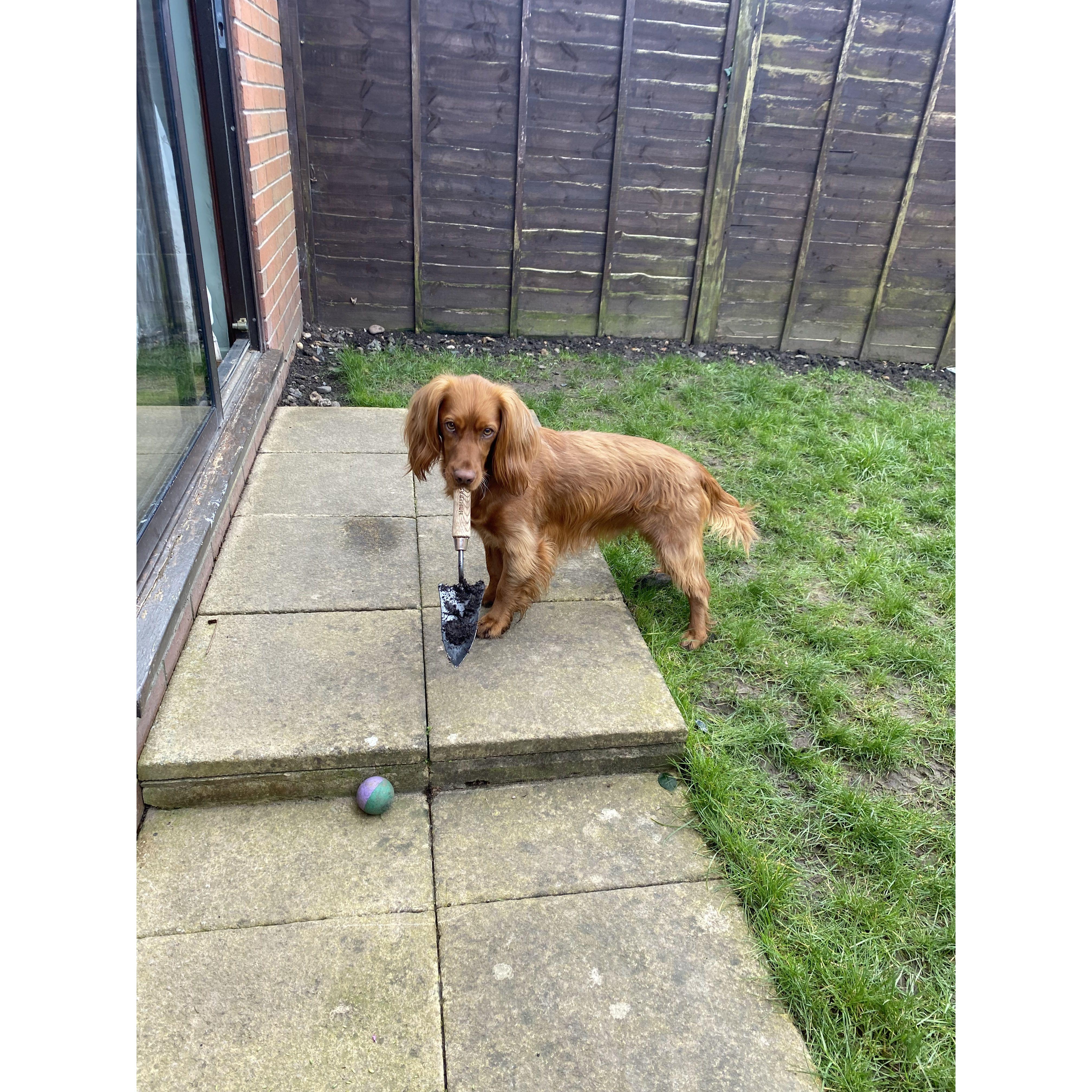 Helping in the garden