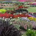 JC Raulston Arboretum